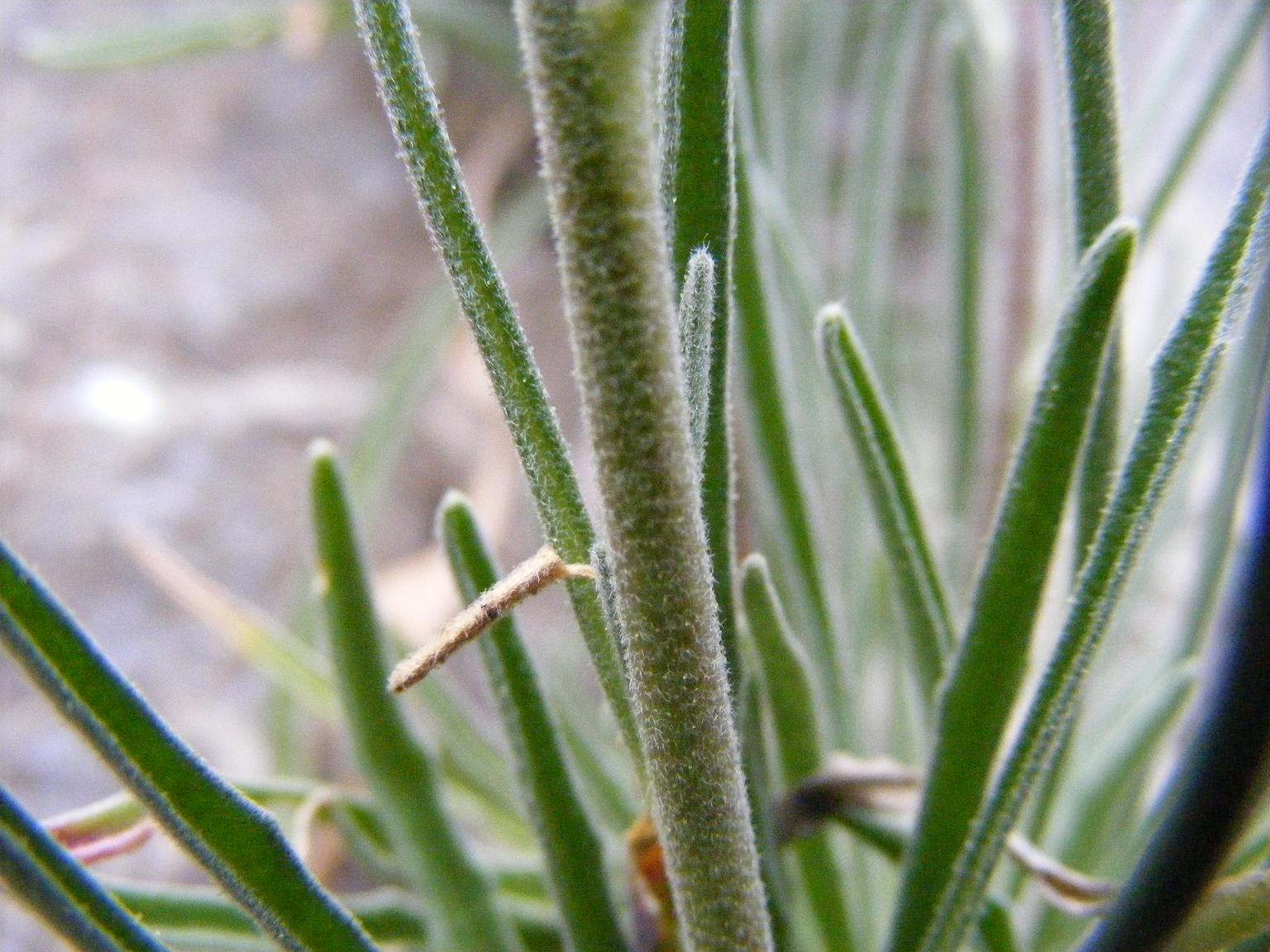 Matthiola fruticulosa subsp. valesiaca / Violaciocca minore